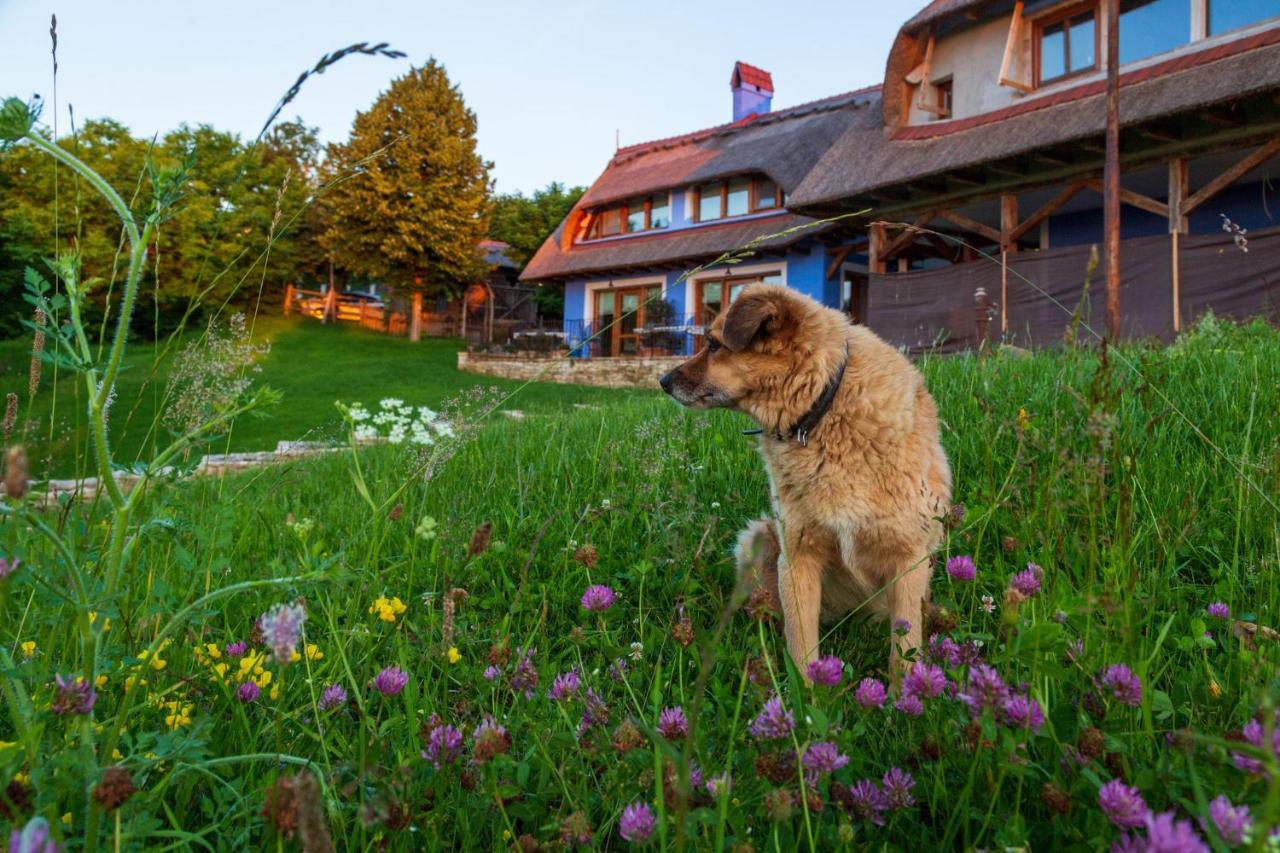 Casele Cu Stuf B&B Haus Ulrike Sălicea 外观 照片